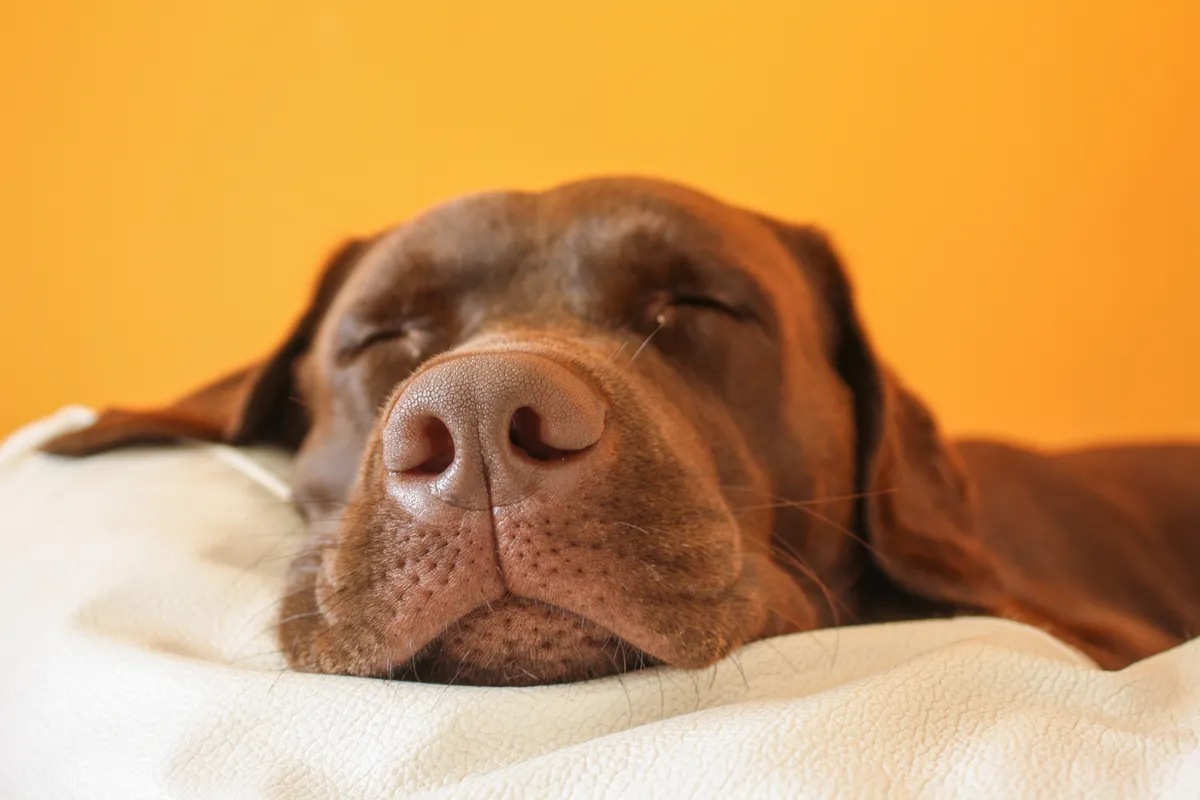 Dog asleep and relaxed