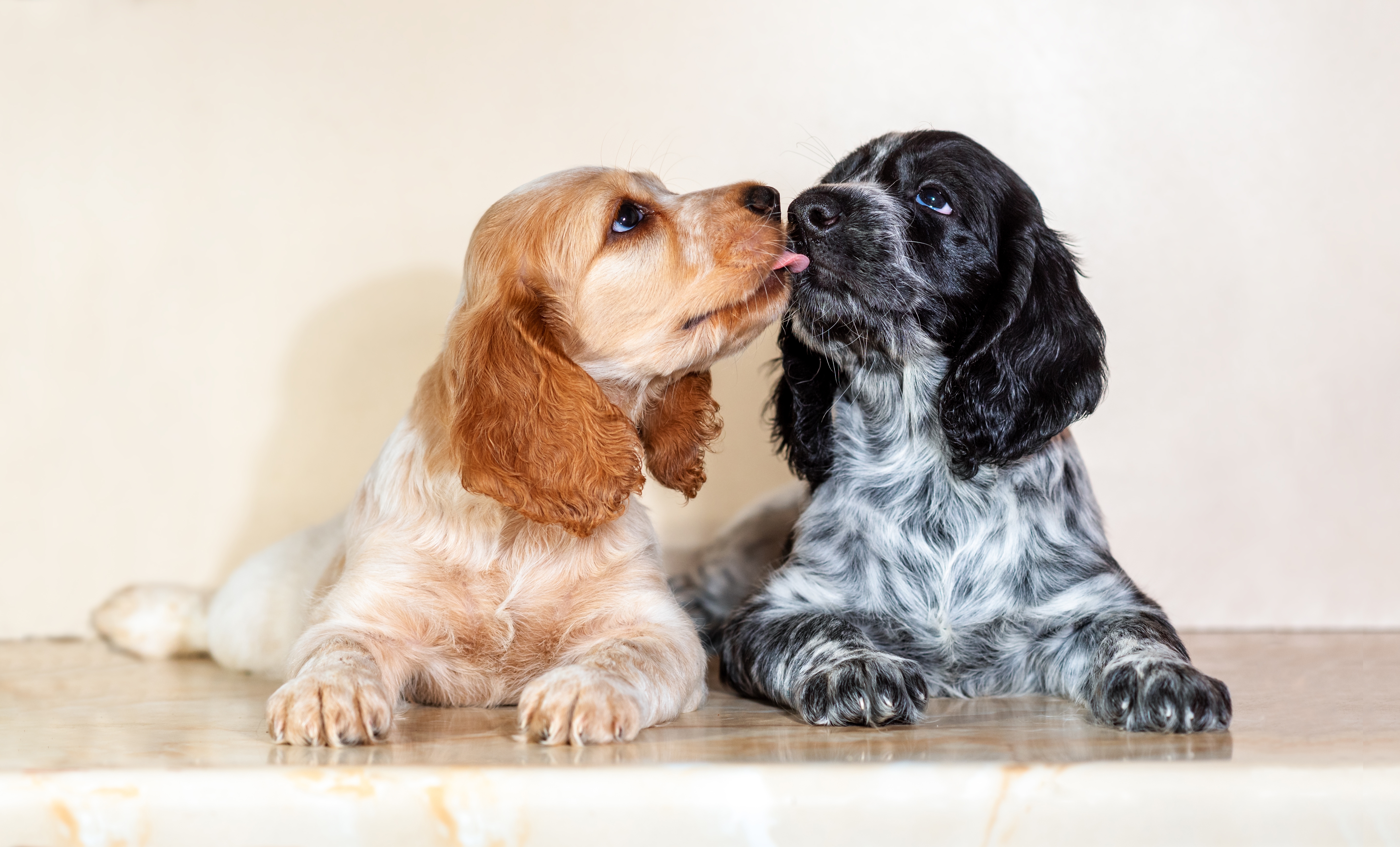 2 spaniels hanging out