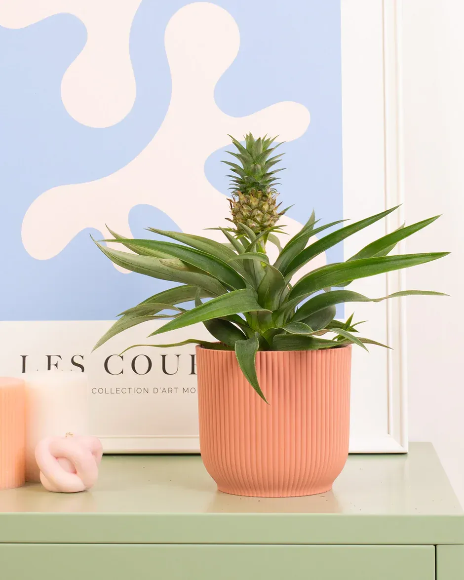 Pet friendly pineapple plant