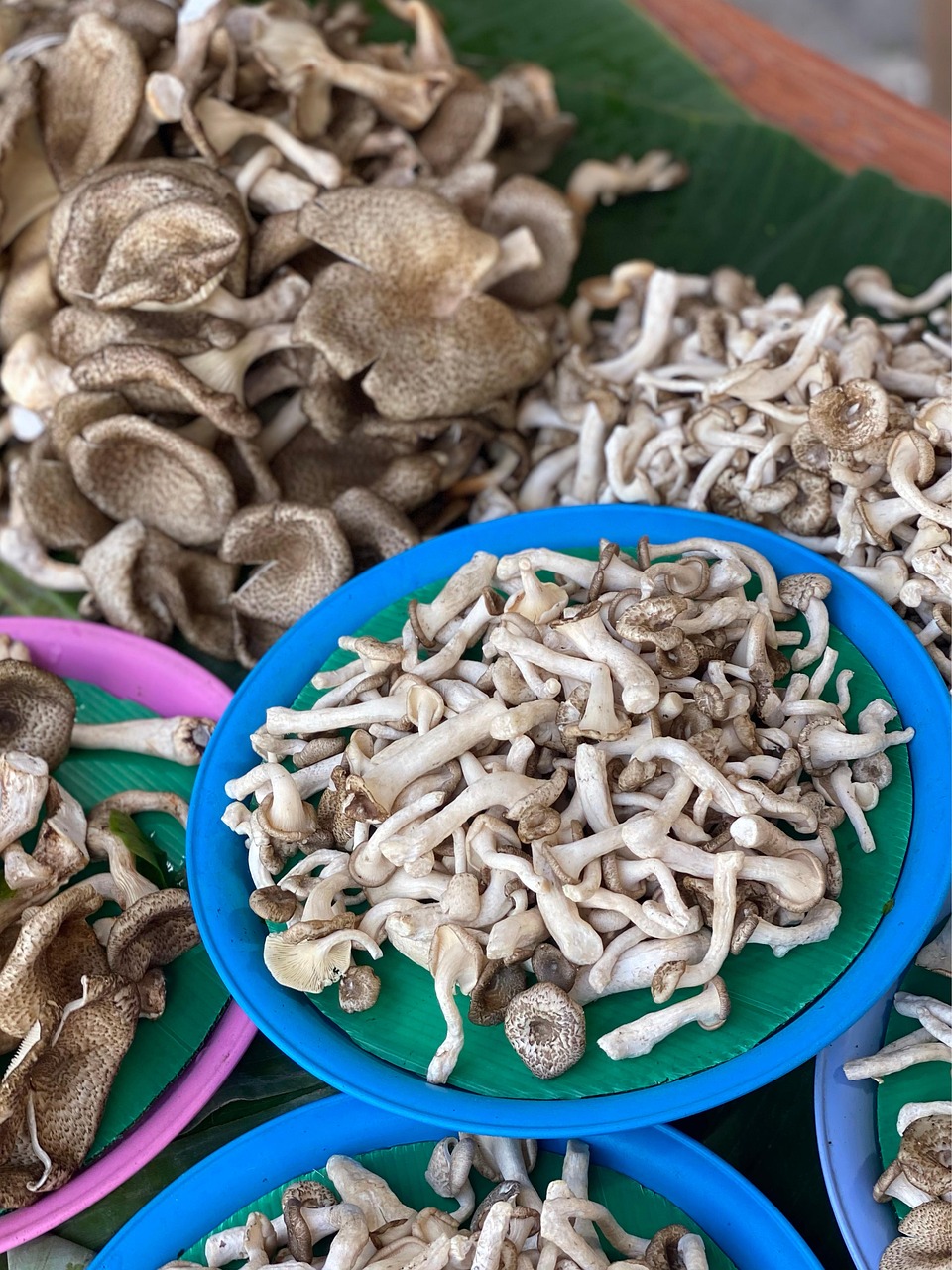 Medicinal Mushrooms & Healing Herbs: Ancient Wisdom Meets Modern Science Blog Post