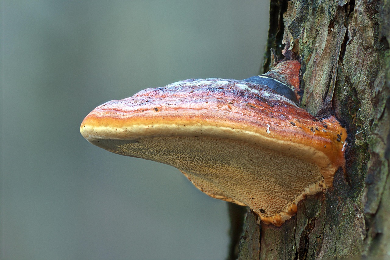 Reishi Mushroom: Ancient Longevity Medicine Backed by Modern Science