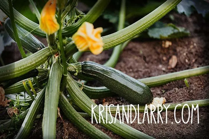 10 Ways to Use Every Part of Your Garden Harvest