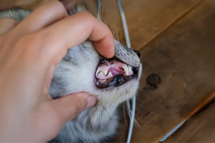 Preventing Dental Disease in Cats Before It Hurts