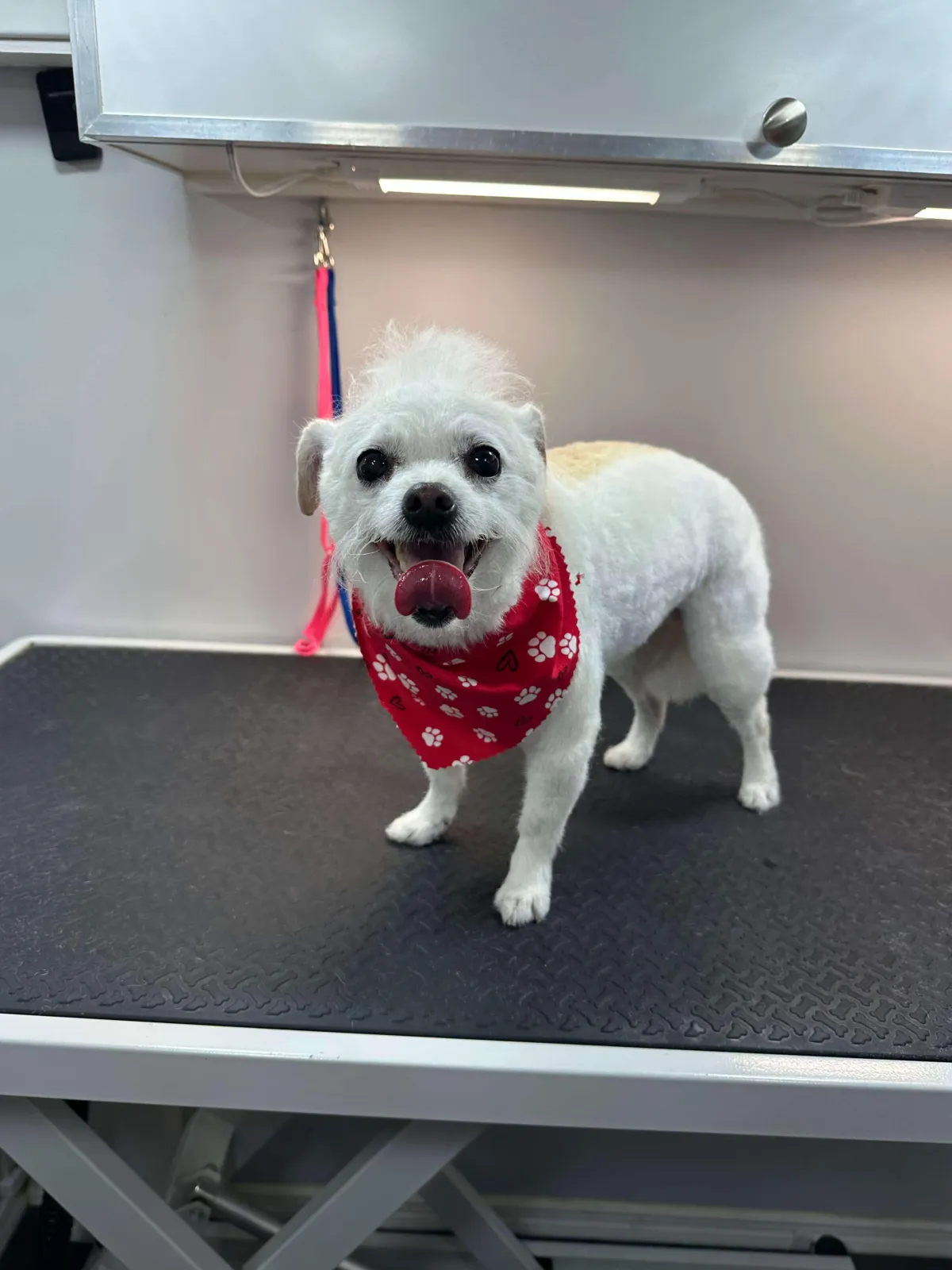 yellow Caterpillar excavator digging up dirt
