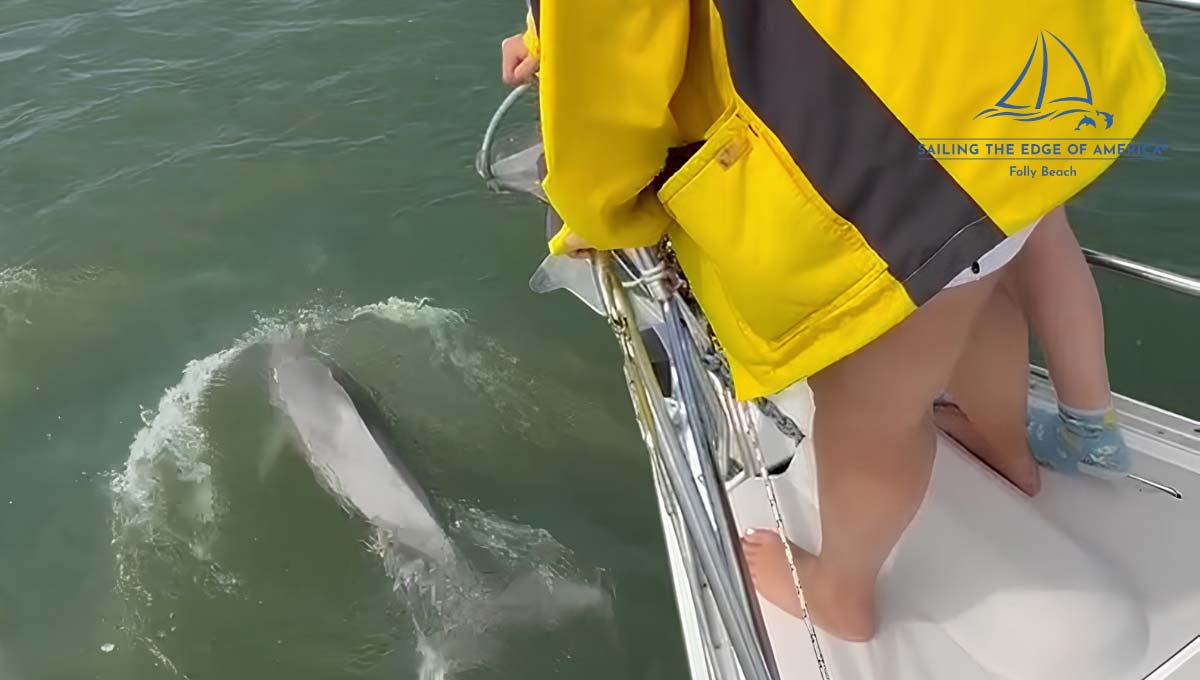 Wildlife Sailing Around Folly Beach: What You Might See