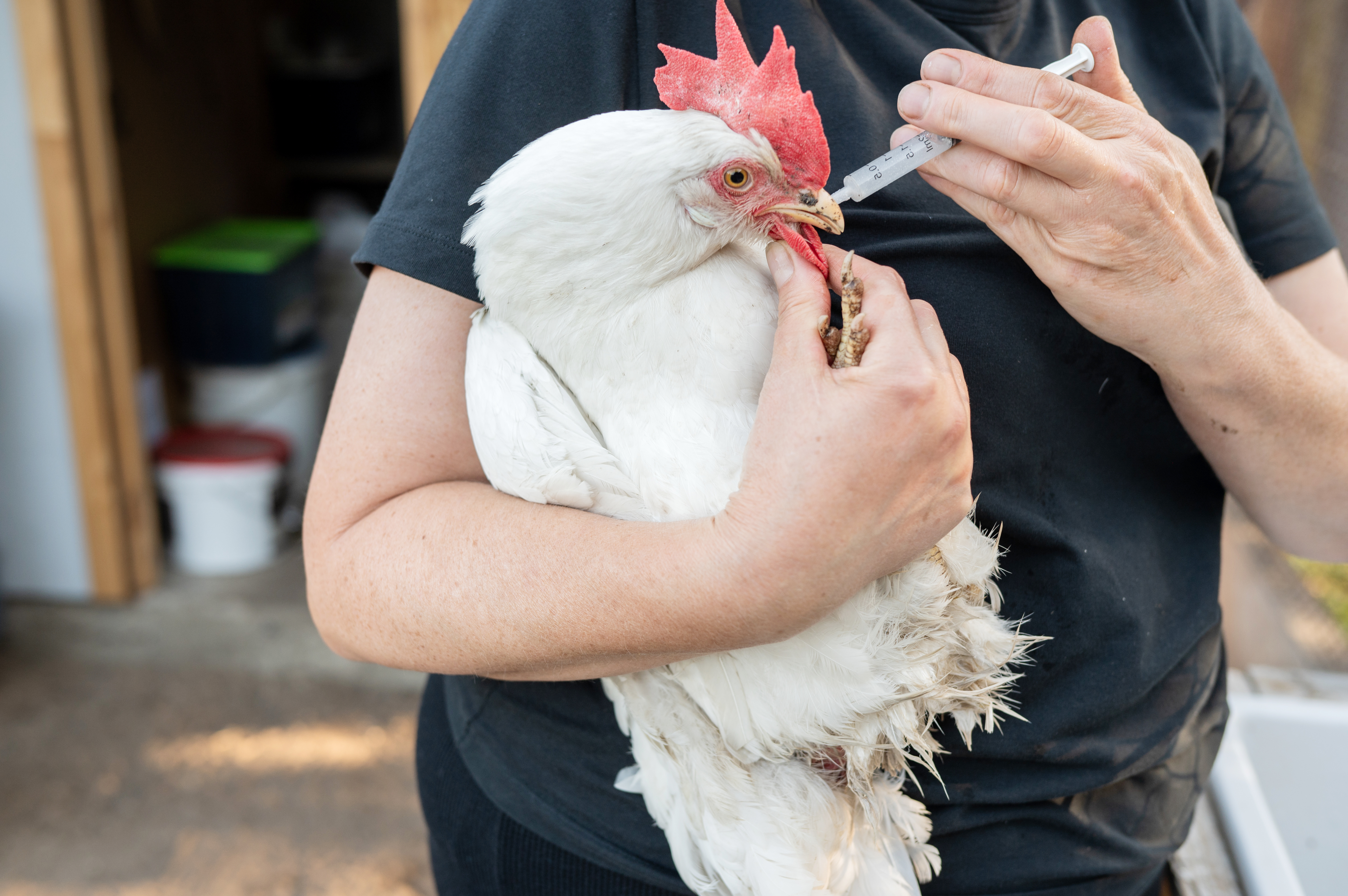 woman in a white gown holding a chicken