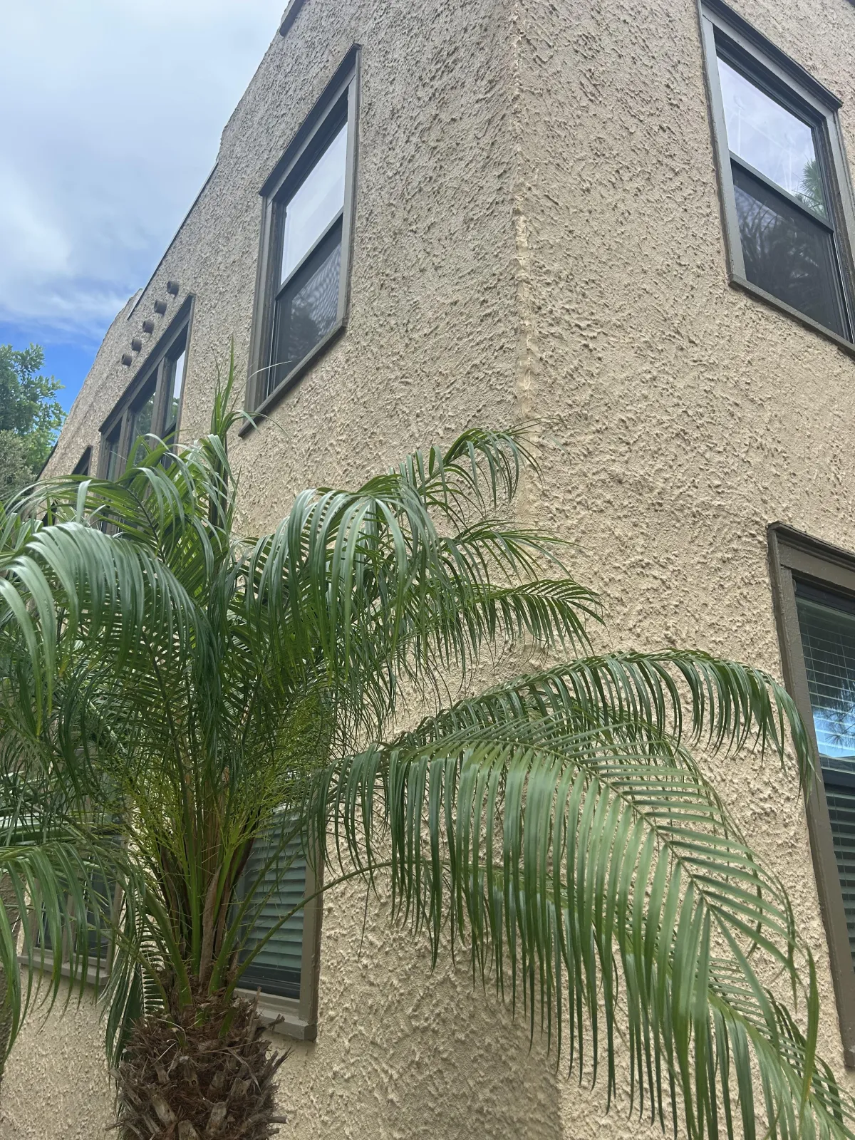 Palm tree and a building with tan stucco and 6 windows