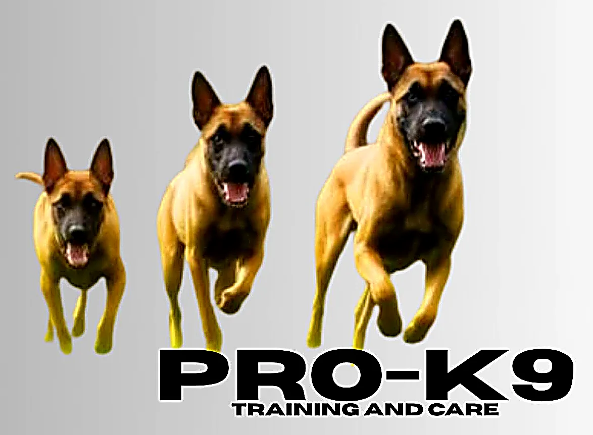 Pet Care Services Las Olas