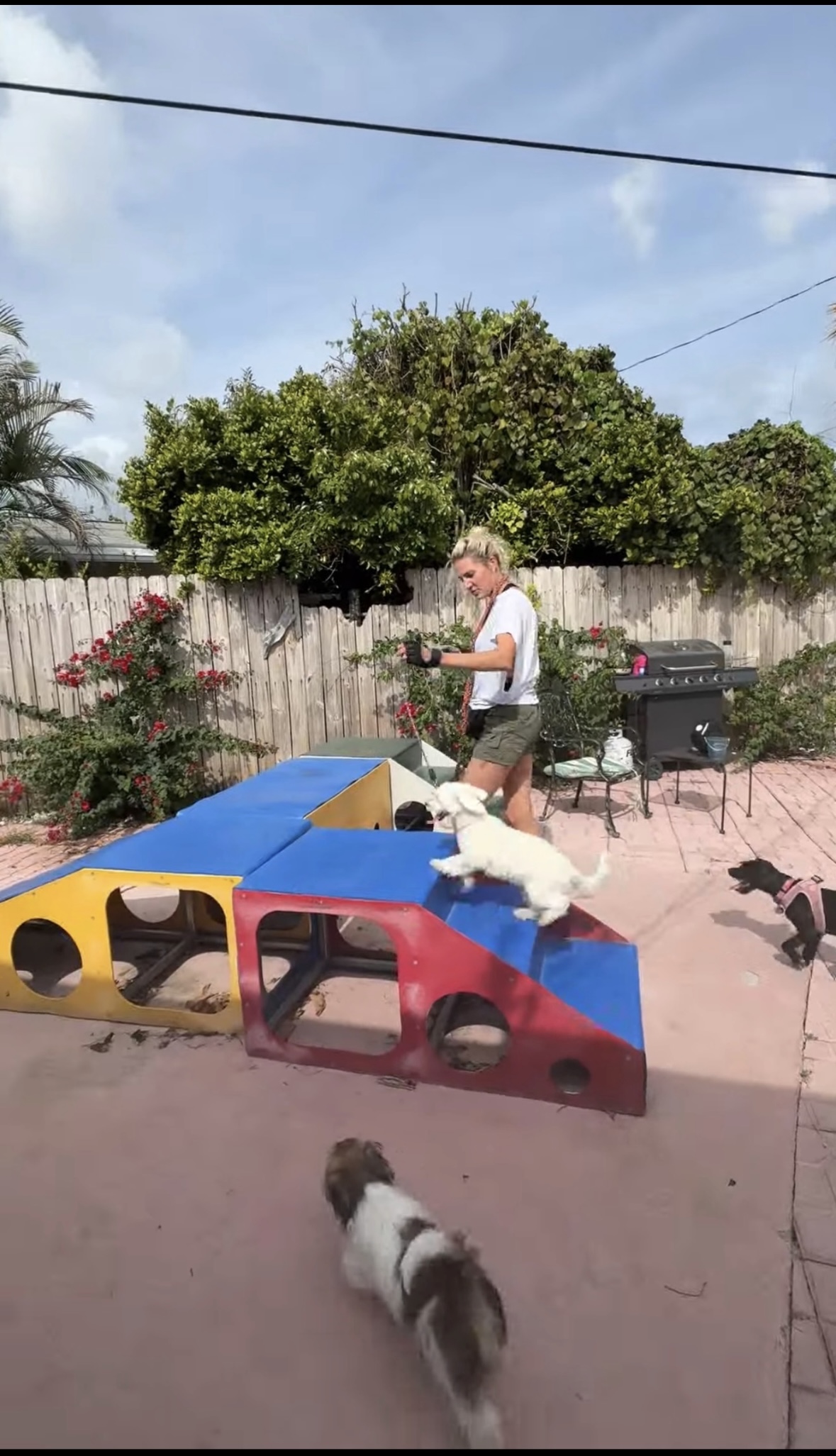 Pet Care Services Las Olas