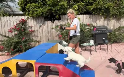 Dog & Puppy Enrichment Day Camp Las Olas