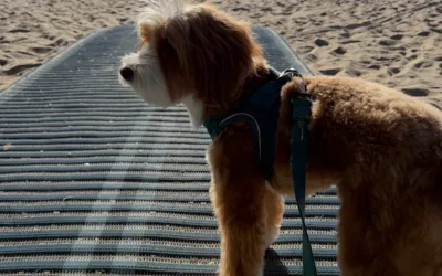 Dog Grooming Las Olas