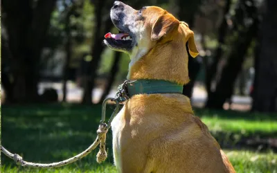 Dog Training Las Olas