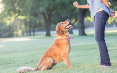 Dog Training in Las Olas