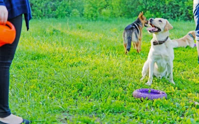Fort Lauderdale Dog Training