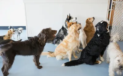 Dog Daycare in Las Olas