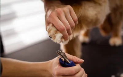 Dog Grooming in Las Olas