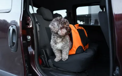 Pet Transportation in Las Olas