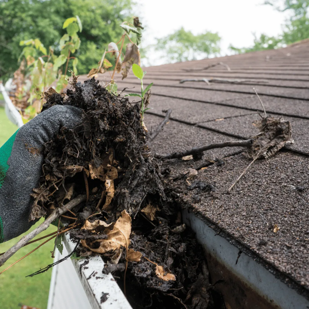 window cleaning Wakefield MA, gutter cleaning Wakefield MA, soft washing Wakefield MA, house washing Wakefield MA, pressure washing Wakefield MA, driveway cleaning Wakefield MA, siding cleaning Wakefield MA