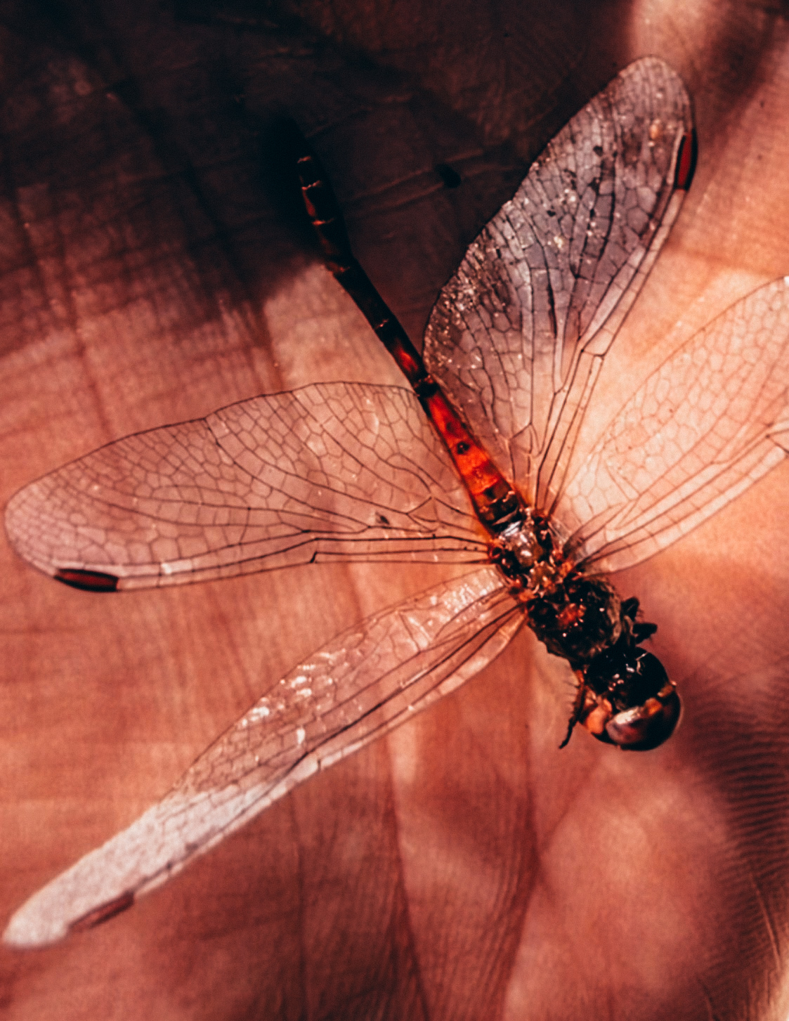 Dragonfly Symbolism, Creative Cycles & the Art of Becoming