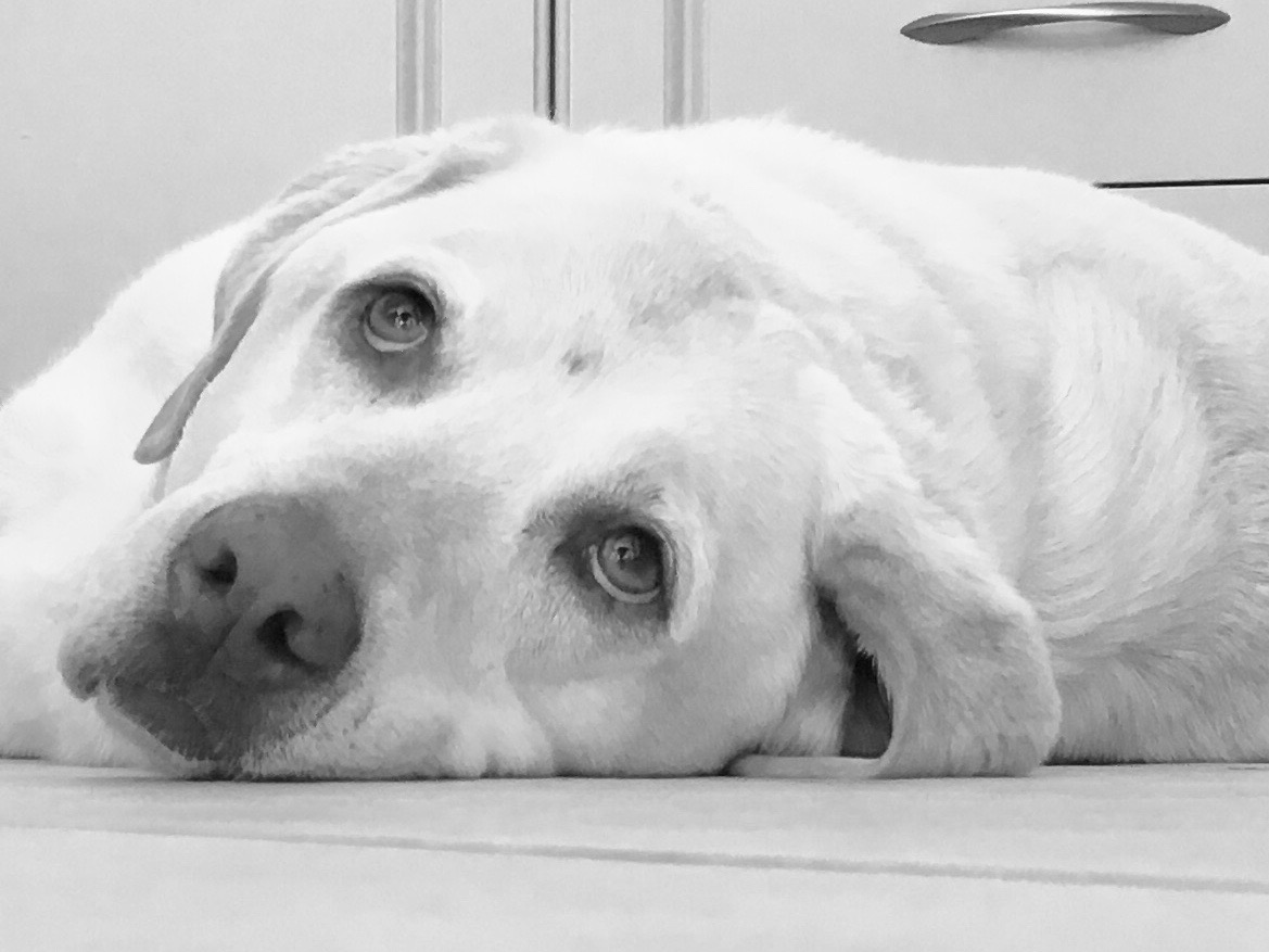 Jules Bodger's yellow labrador Benjamin Bodger