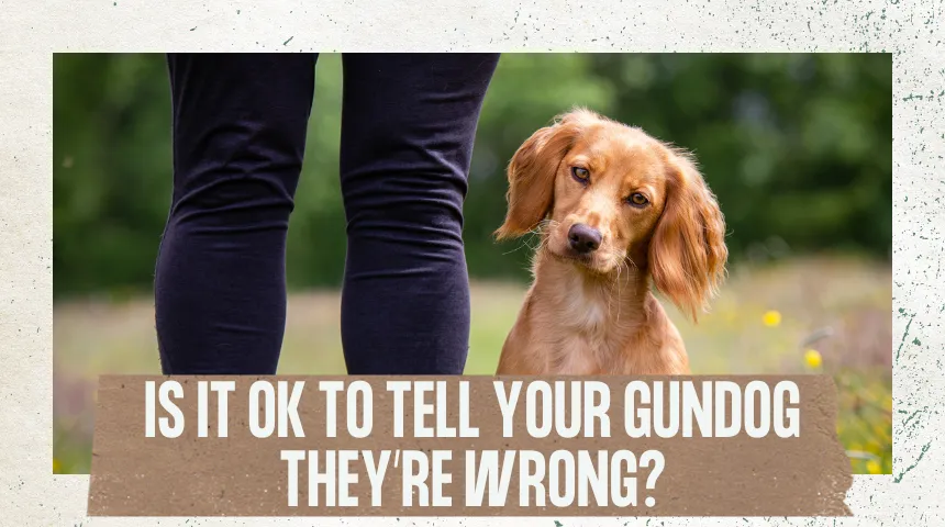 Is It OK to Tell Your Gundog They're Wrong?