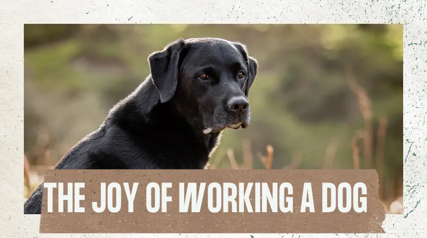 The Joy of Working a Dog on a Shoot