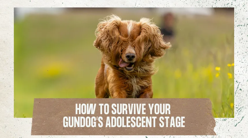 How to Survive Your Gundog’s Adolescent Stage
