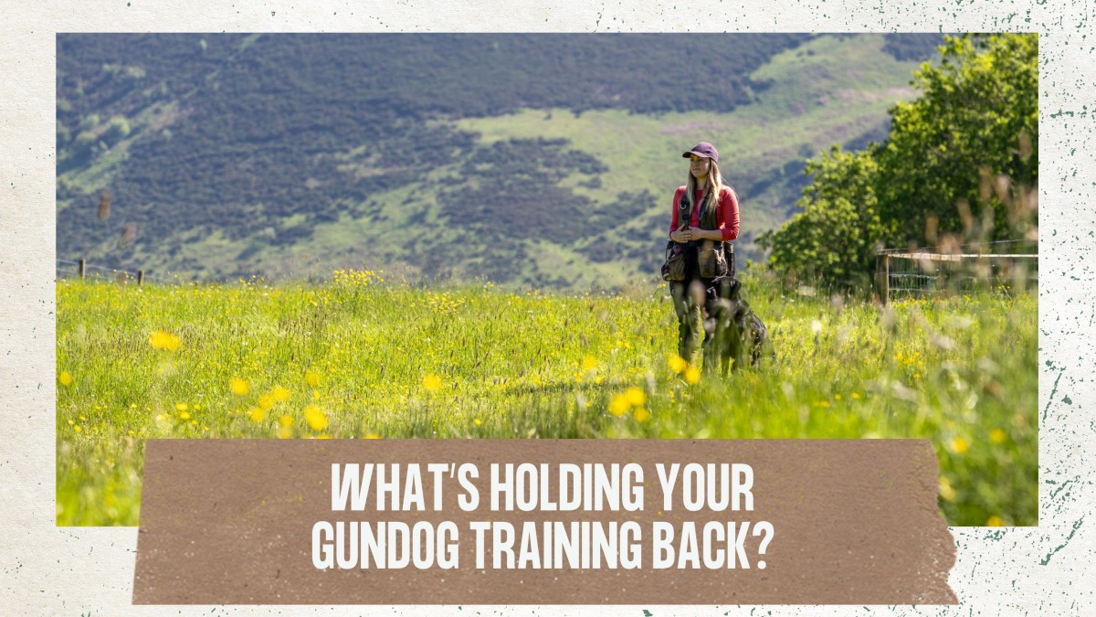 What's Holding Your Gundog Training Back