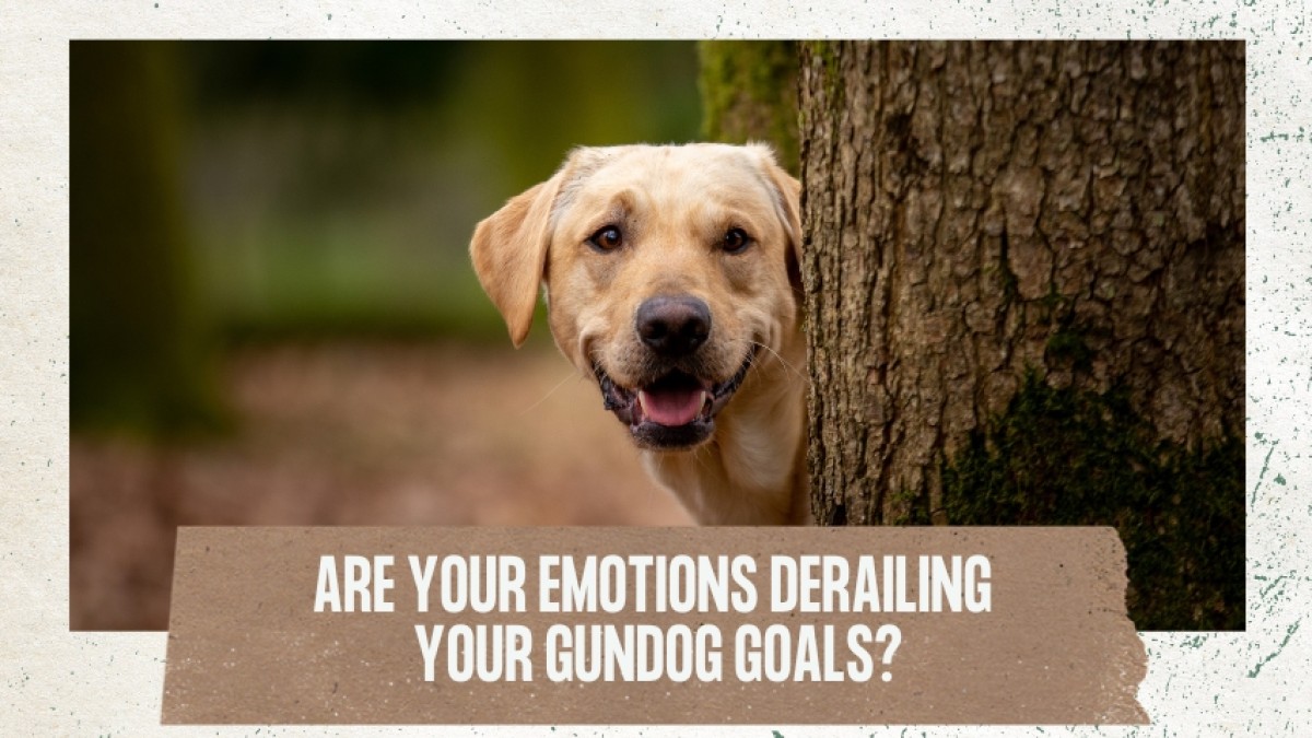 Are your emotions derailing your gundog goals?