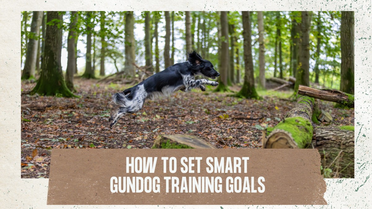 How to set gundog training goals