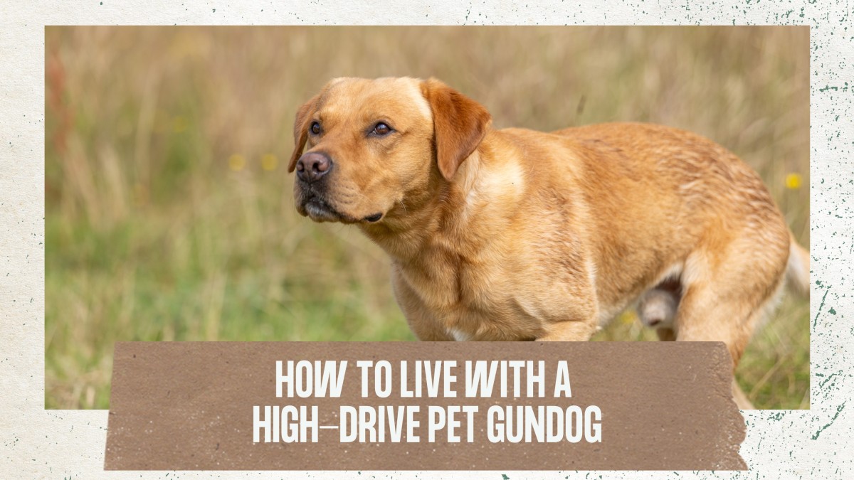 How to live with a high-drive pet gundog