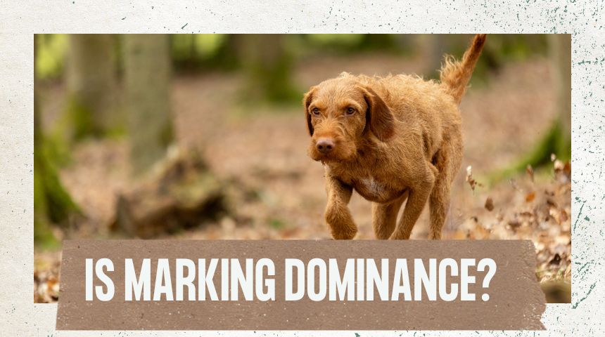 Is marking dominance?