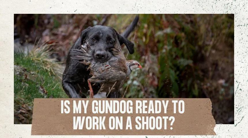 Is Your Gundog Really Ready for Its First Shoot Day?