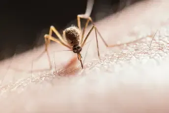 mosquito feeding on a human skin