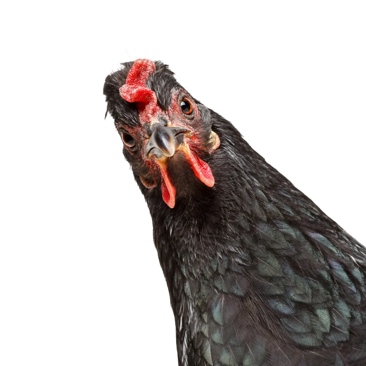 Funny confused chicken representing dinner gone wrong on a 404 error page for busy mom meal planning site.
