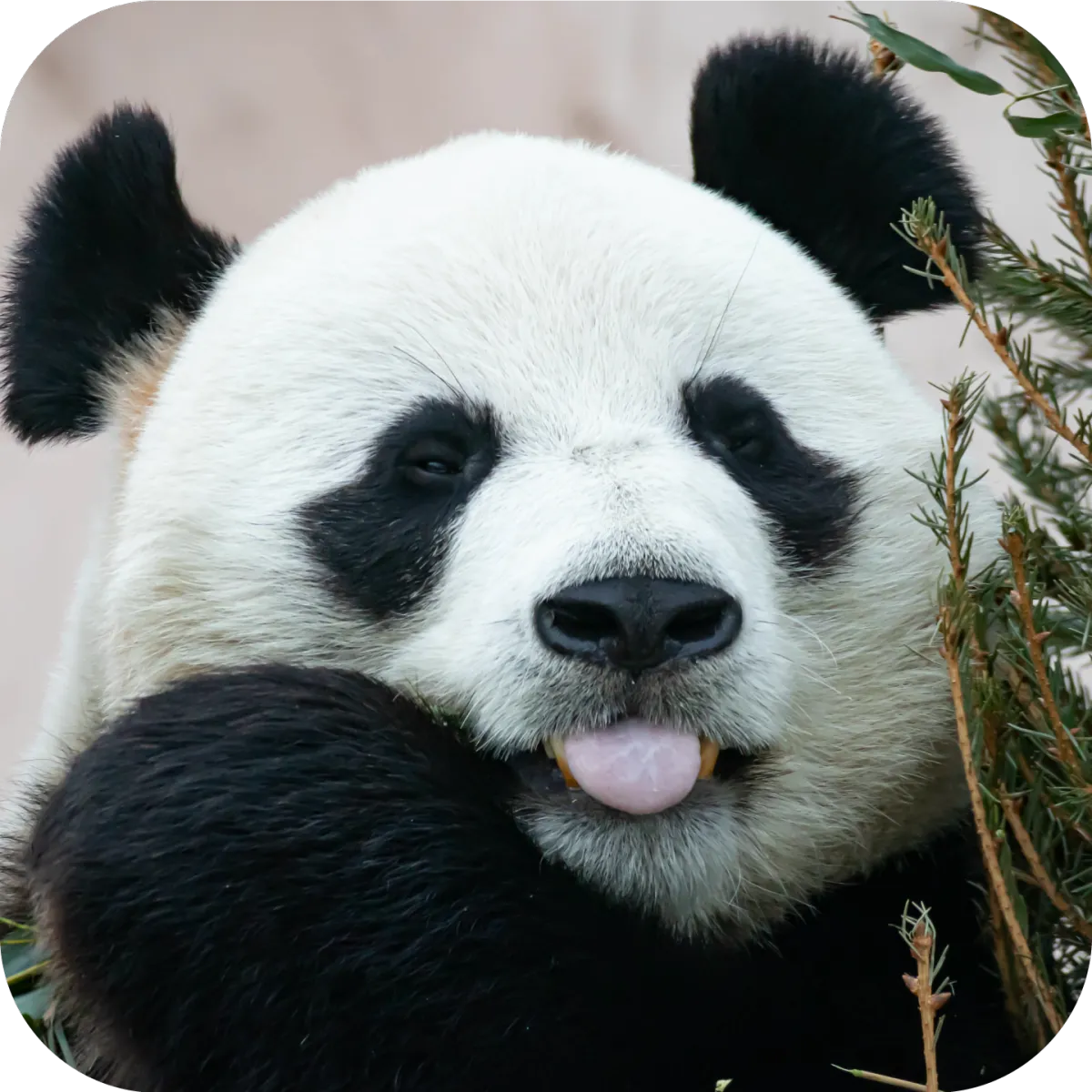 Panda Pro CRM co-owner Dan Profile Picture