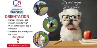 Canine Moxy dog training orientation advertisement featuring a dog wearing glasses, promoting science-based training methods, with text highlighting the benefits of understanding canine behavior and scheduling classes.