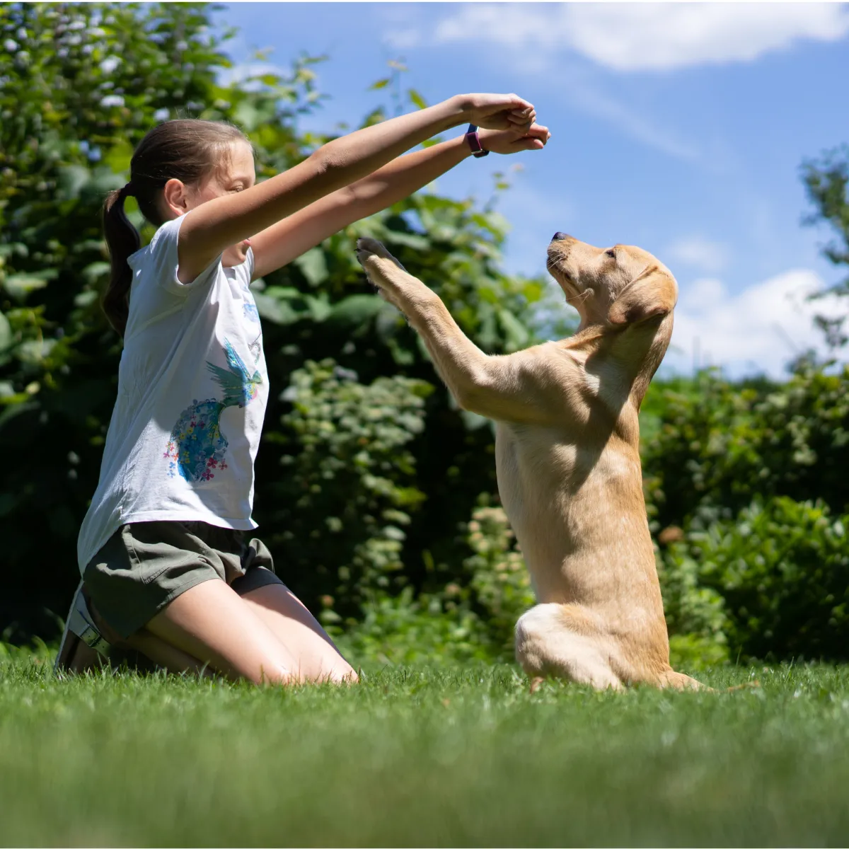 Girl training a dog in a grassy area, demonstrating positive reinforcement techniques for understanding canine behavior.