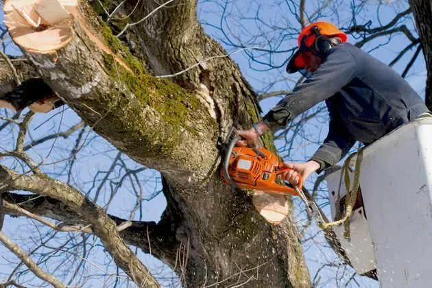 Tree Service Oswego, IL