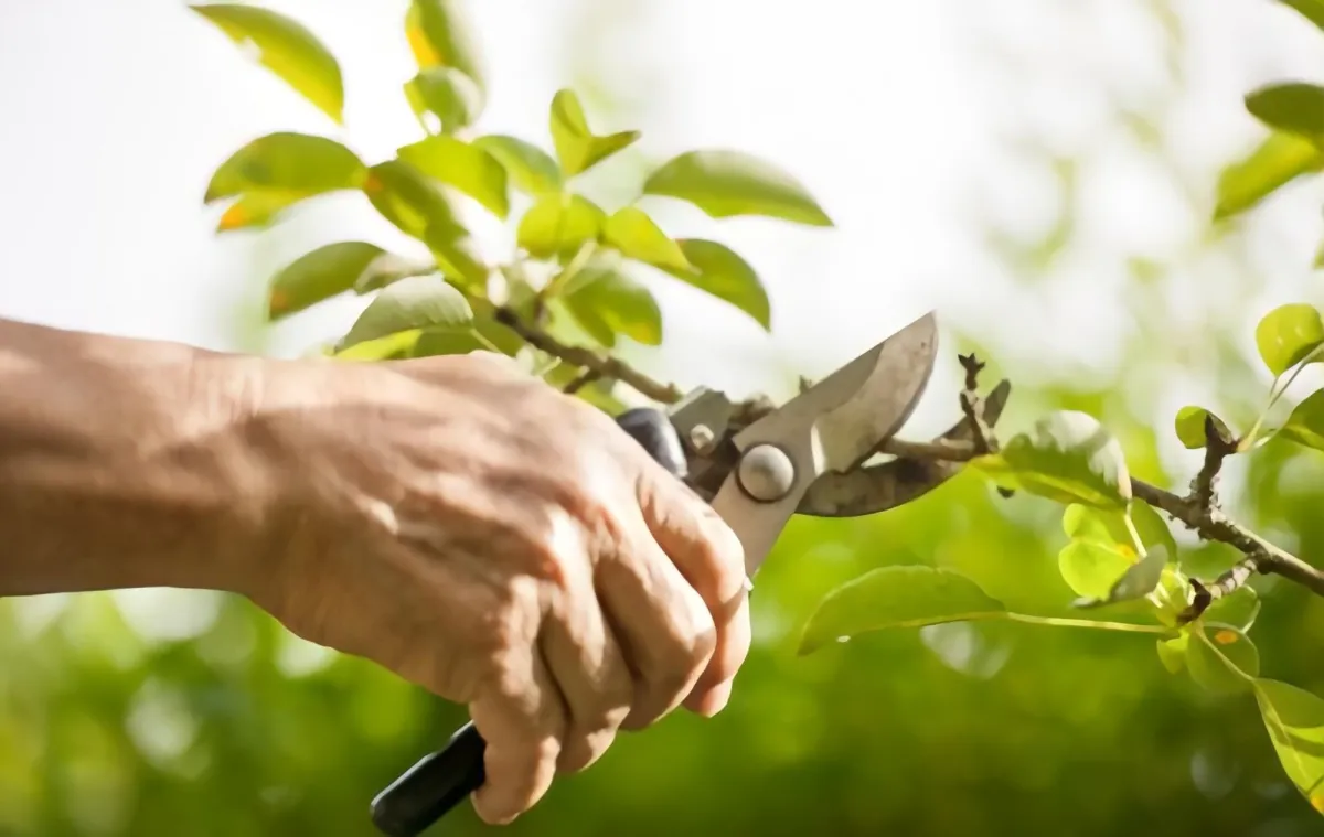 Pruning a tree 