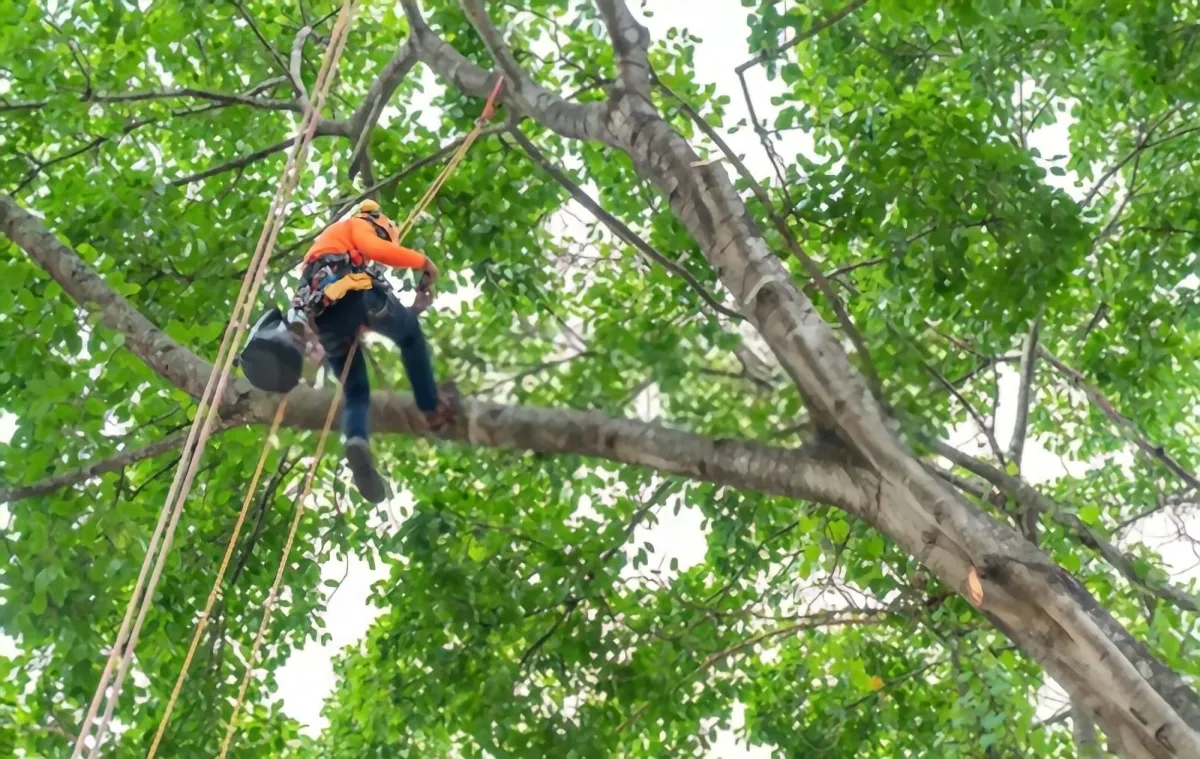 Tree Service 