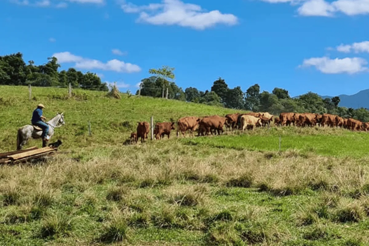Herding cattle