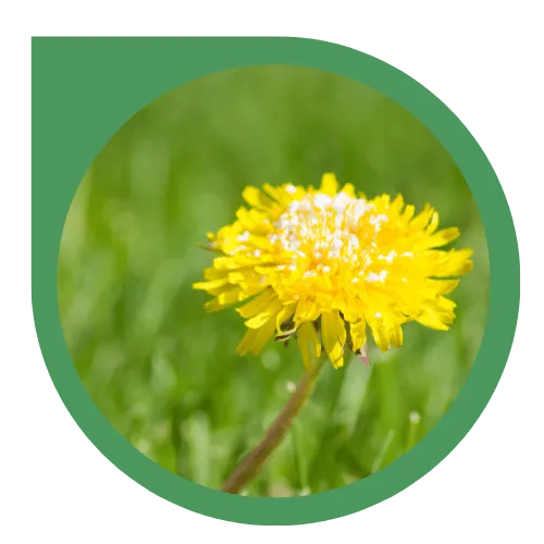 Lawn Fertilization & Weed Control Service Eco Lawn of Daytona