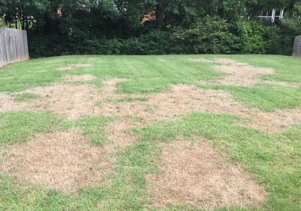 Patchy lawn damage caused by insect infestation, with brown, dead grass areas. Common lawn pests like chinch bugs and grubs can lead to similar turf destruction. Eco Lawn of Daytona provides effective insect control solutions to restore and protect your lawn’s health.