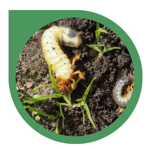 Lawn Insect Control Service Eco Lawn of Daytona