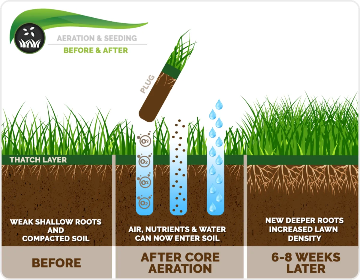 Aeration and seeding infographic
