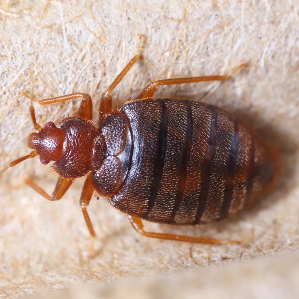 bed bug Image