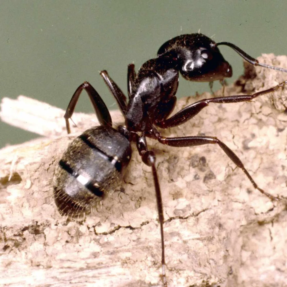 carpenter ants Image