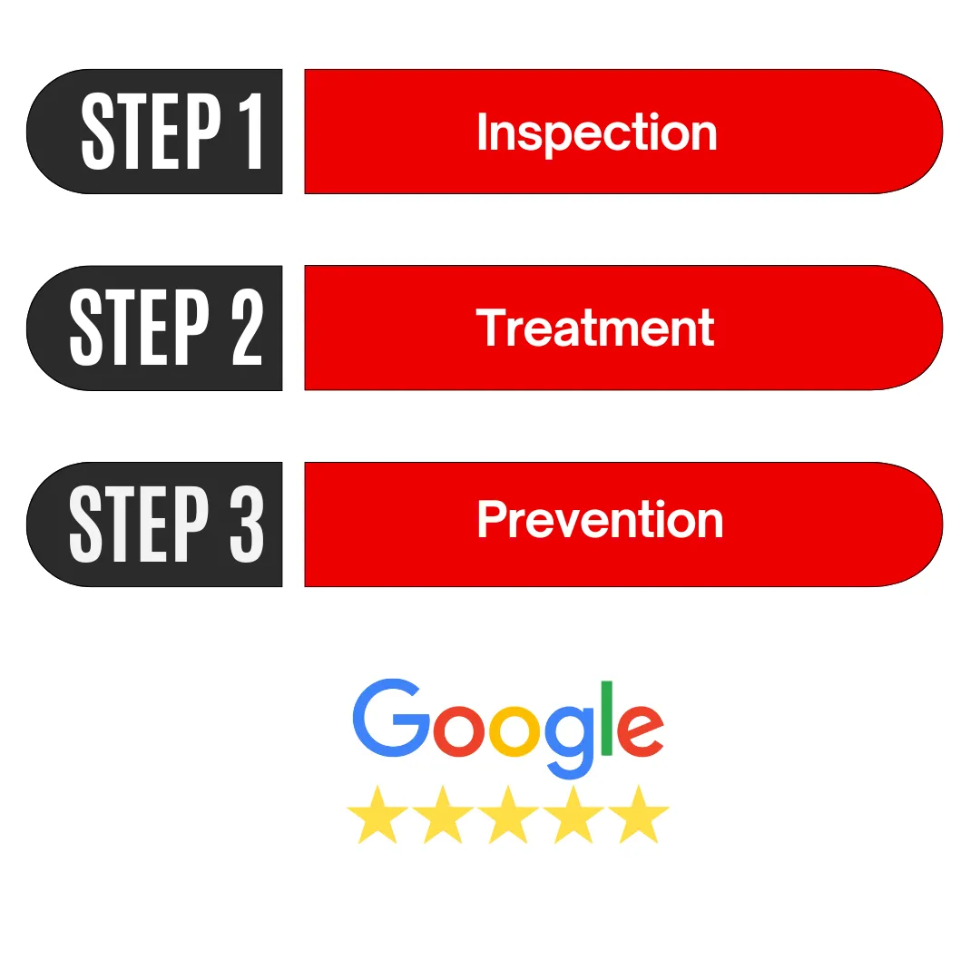 3 Step Infograph for Pest Control Process