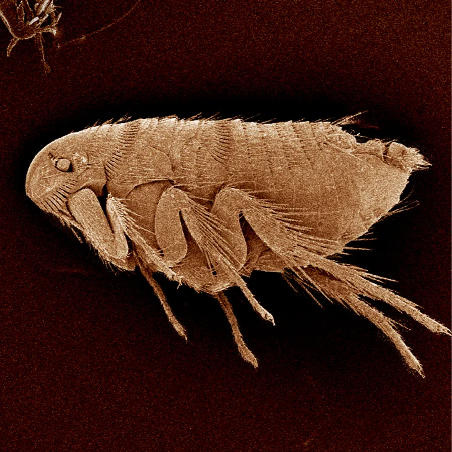 flea Image